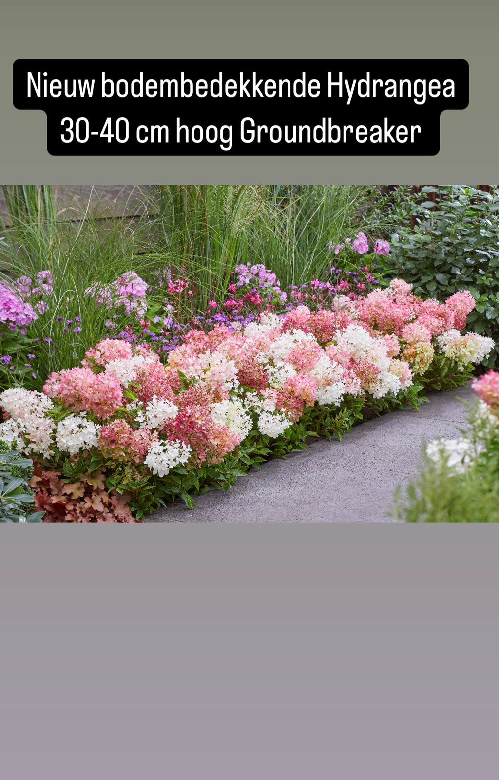 Hydrangea Groundbreaker 23 cm pot, 3.kleuren voor €50,00, Ophalen, Overige soorten, Halfschaduw