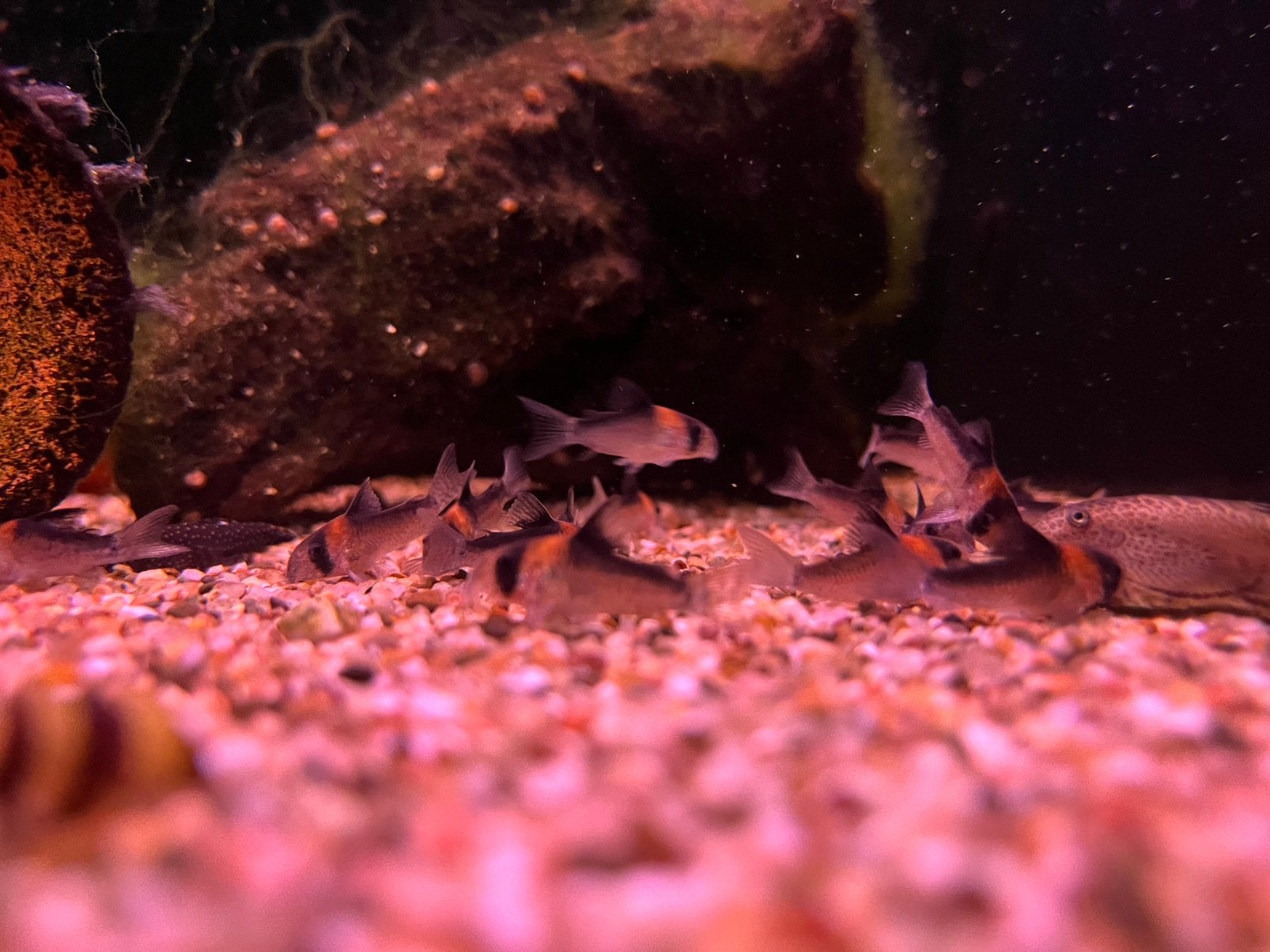 Corydoras adolfoi, Vis