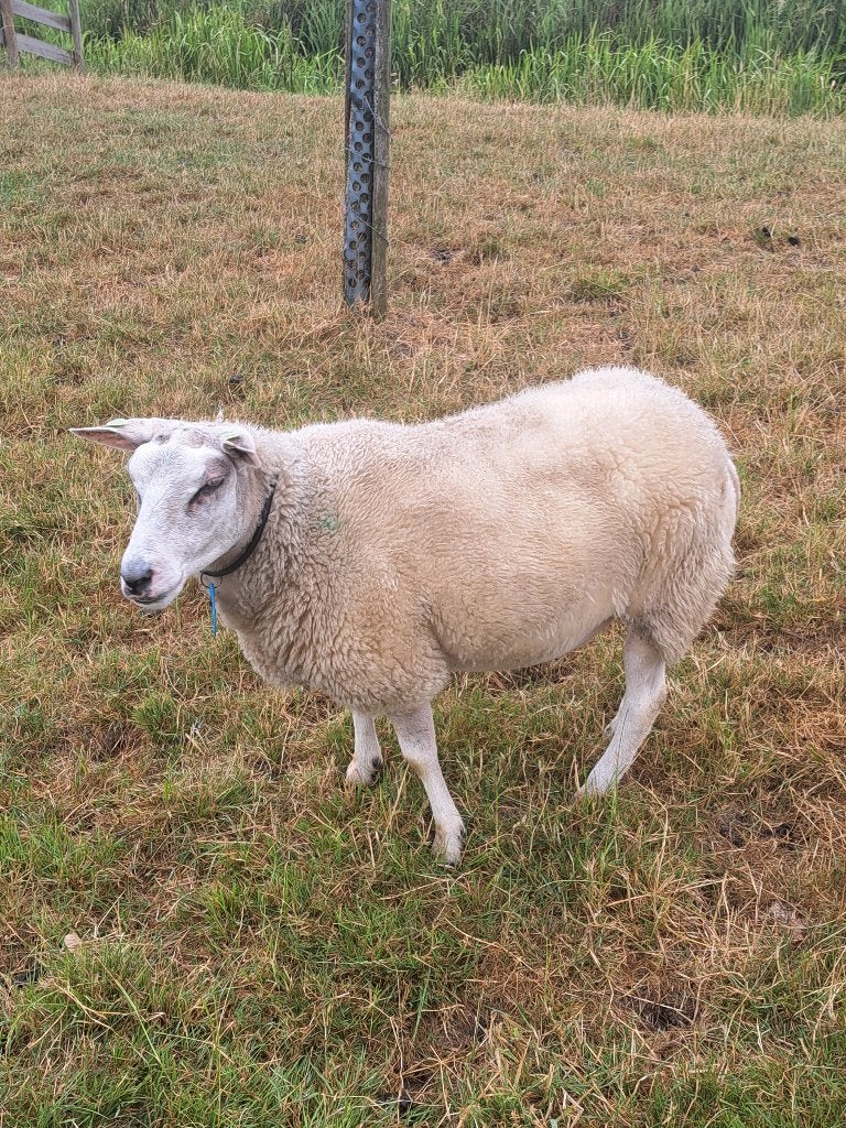 Een witte bonte schaap, Dieren en Toebehoren, Schapen, Geiten en Varkens, Vrouwelijk, Schaap, 0 tot 2 jaar