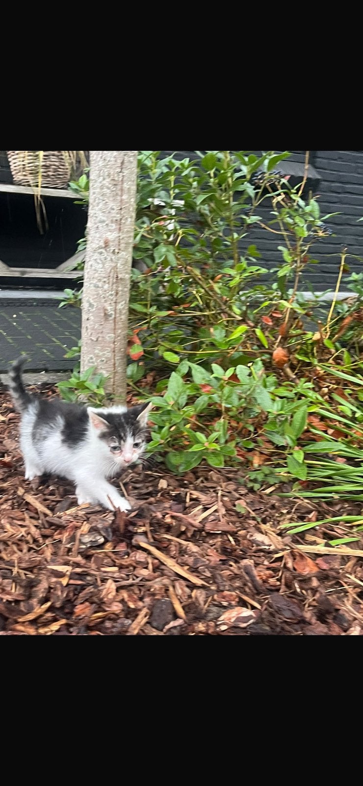 Katertje zoekt een goed huisje, Kater