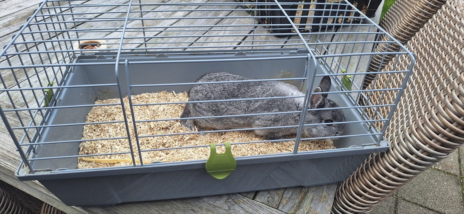 mooi Chinchilla rammetje
4 maanden oud, Dieren en Toebehoren