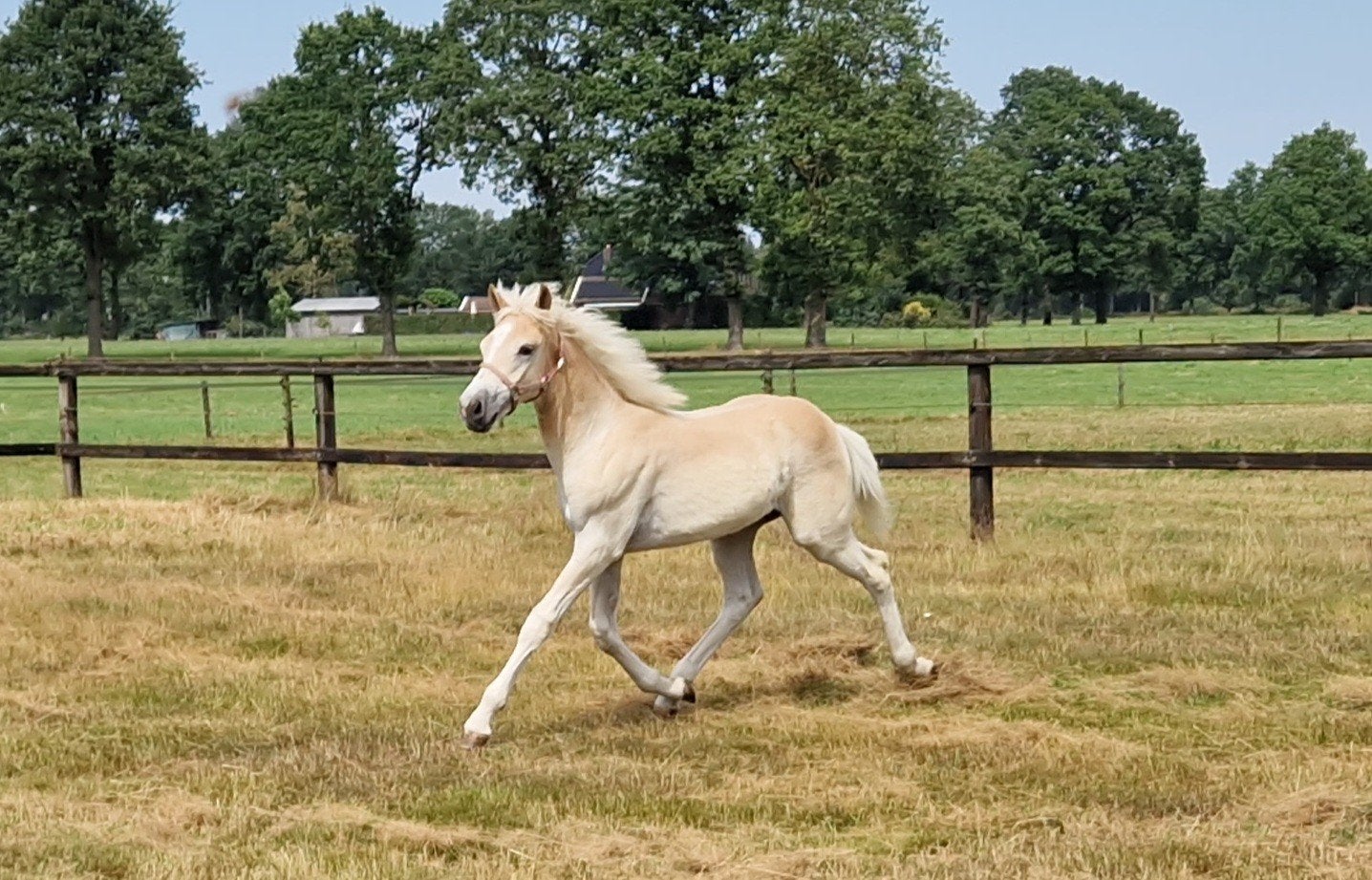 Te Koop Groot Haflinger Hengstveulen, Dieren en Toebehoren, Minder dan 160 cm, Met stamboom, Niet van toepassing, Dressuurpaard