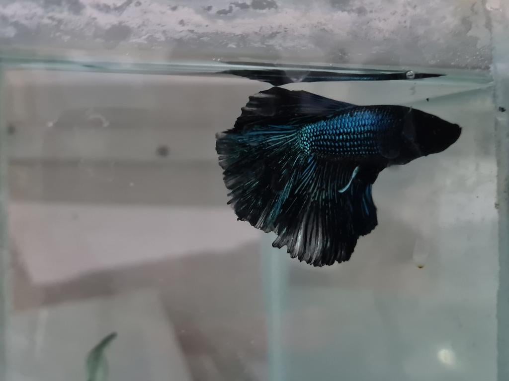 Betta splendens super delta kempvis man, Dieren en Toebehoren, Vissen | Aquariumvissen, Vis, Zoetwatervis