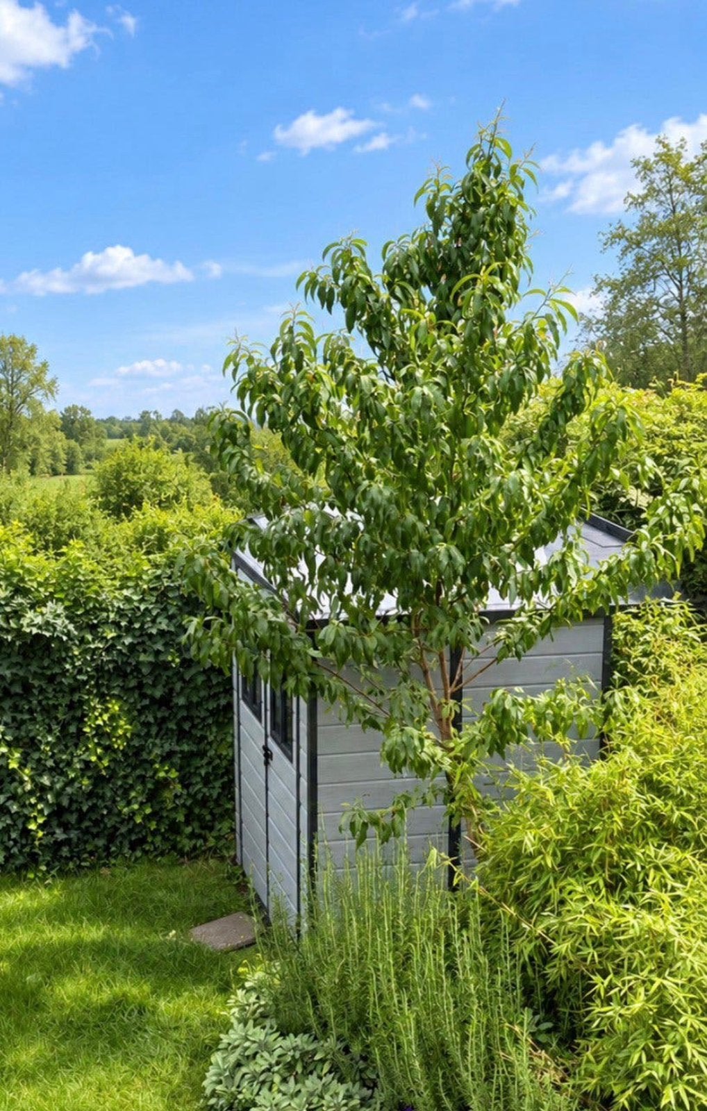 Grote volwassen perzikboom – vruchtdragend 4,2 m hoog, Ophalen, Lente, Overige soorten, Volle zon