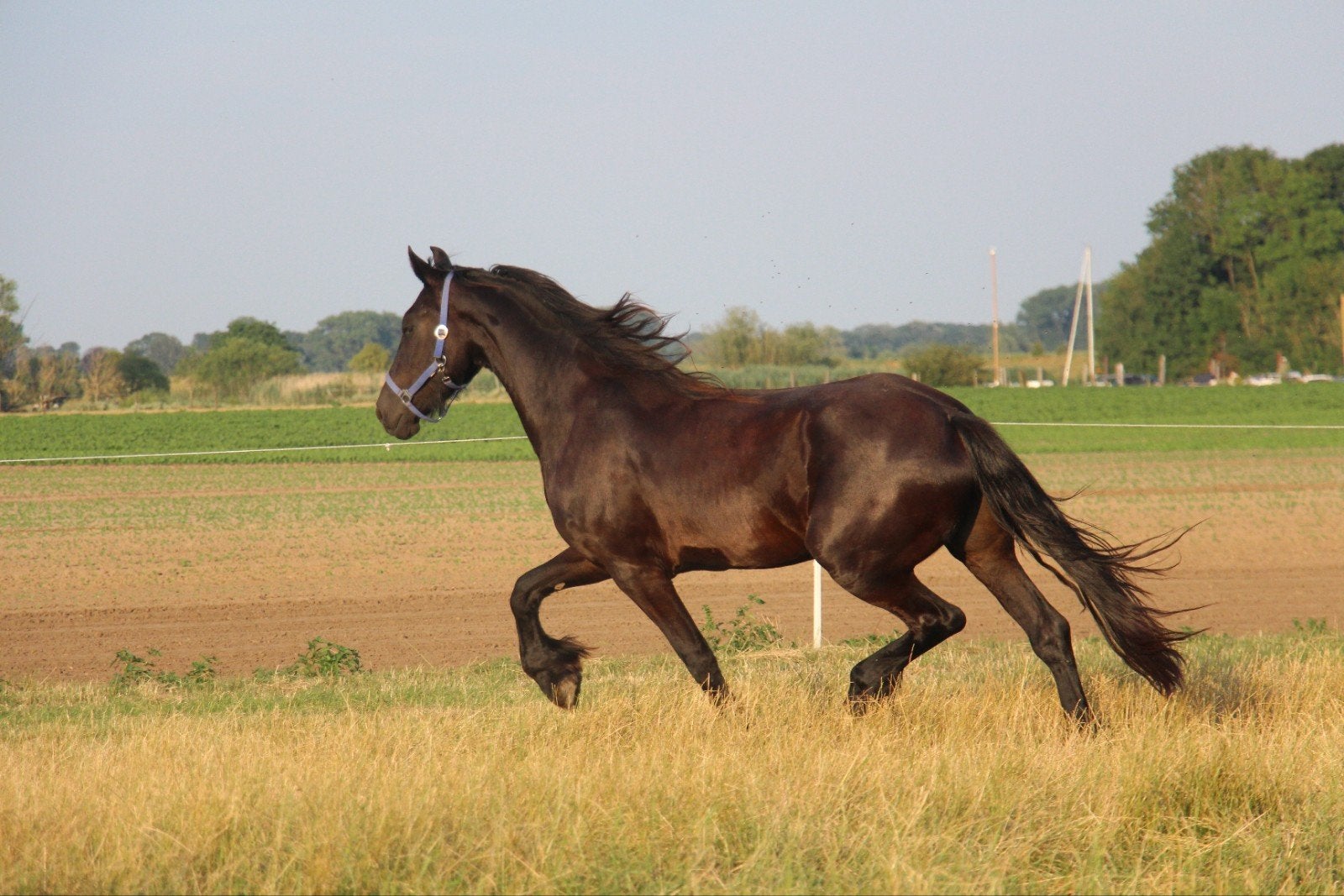 Friese merrie, Dieren en Toebehoren, Paarden, Merrie, Dressuurpaard, Zadelmak, 3 tot 6 jaar