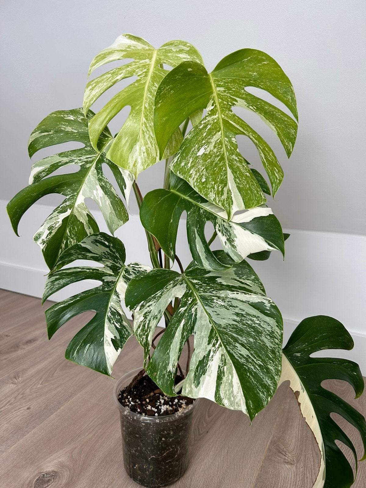 Monstera Albo Variegata #13, Ophalen, Halfschaduw, Minder dan 100 cm