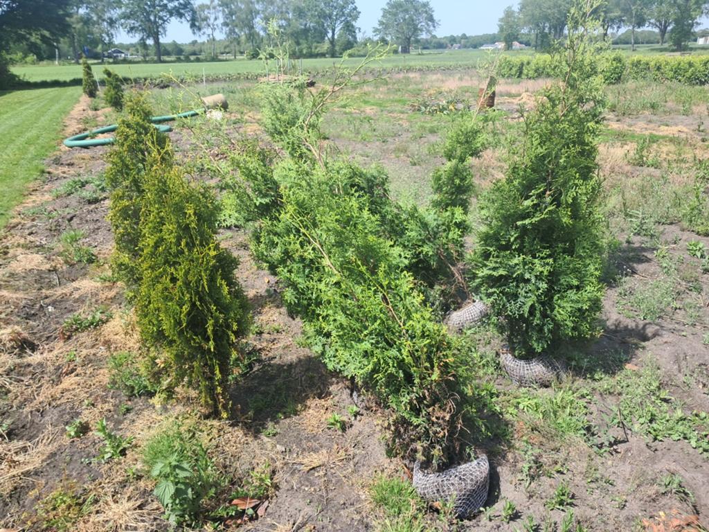 Thuja brabant 160cm, Ophalen of Verzenden, Conifeer, 100 tot 250 cm