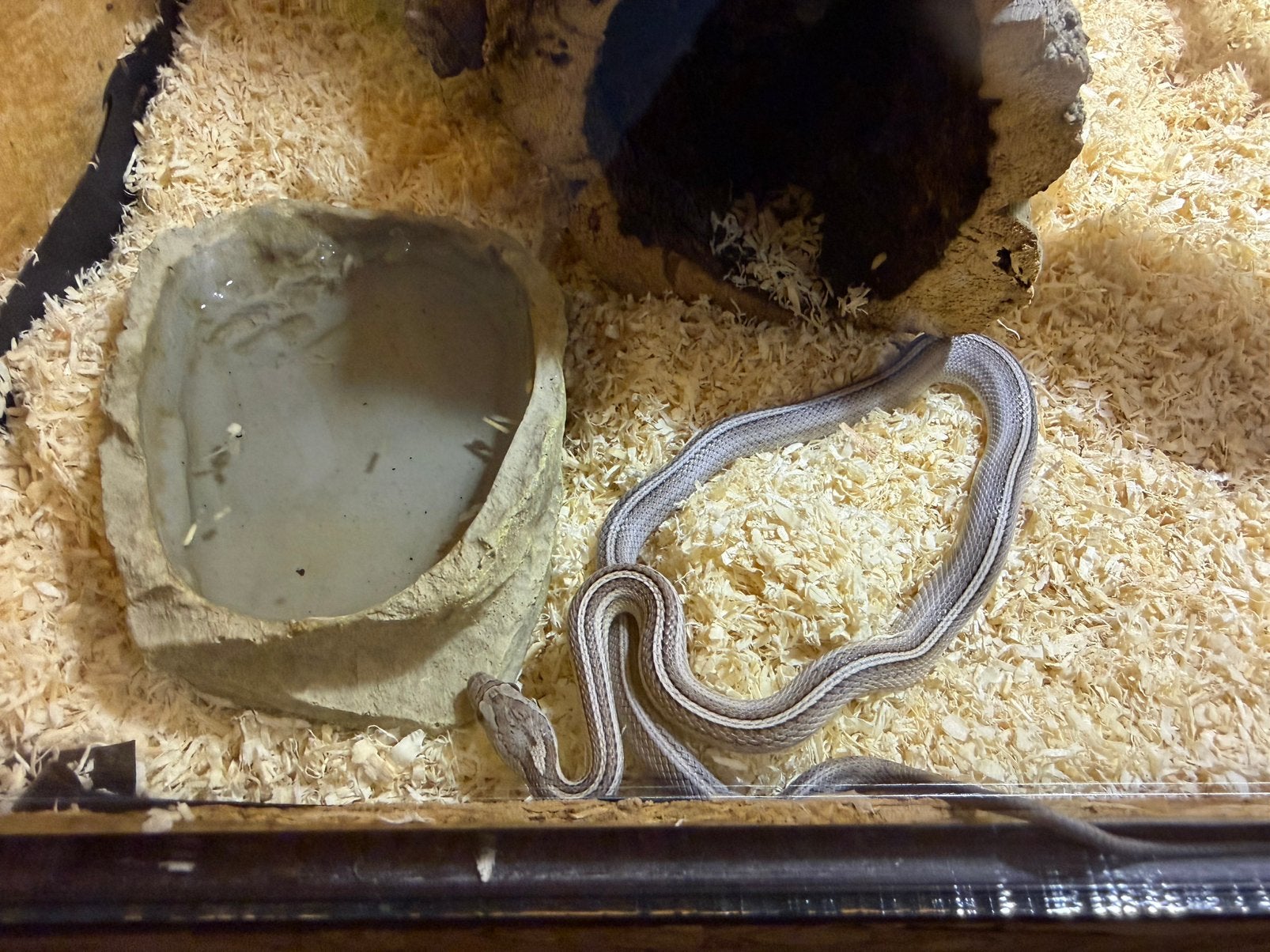 Pantherophis guttatus (korenslang/rattenslang) Corn Snake photo 3