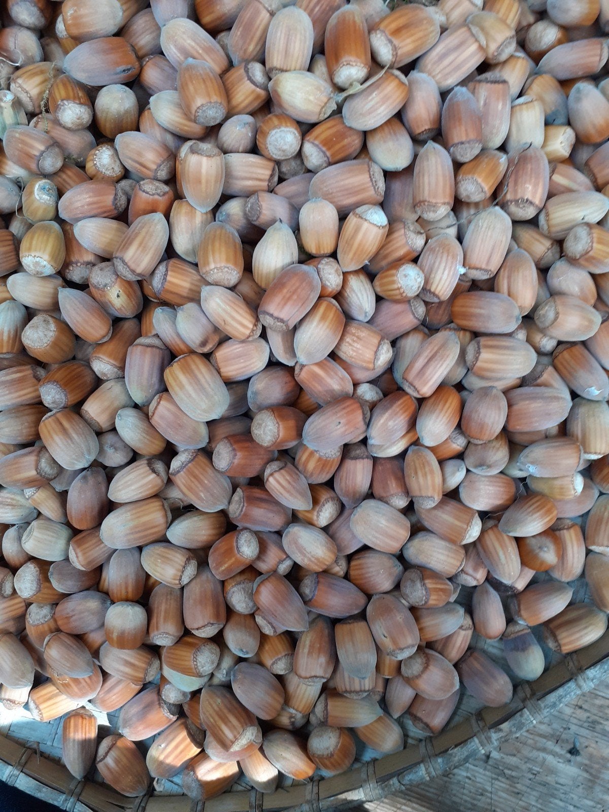 gekweekte grote hazelnoten, Diversen, Ophalen