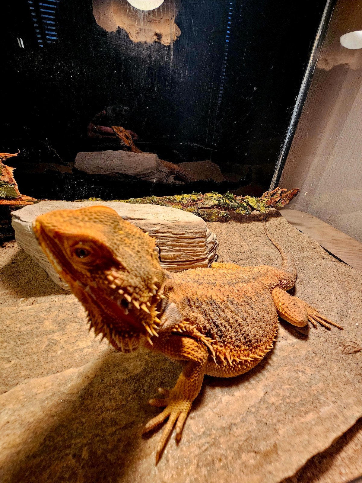 Baardagaam -  Vrouw - Inclusief Terrarium. Bearded Dragon photo 5