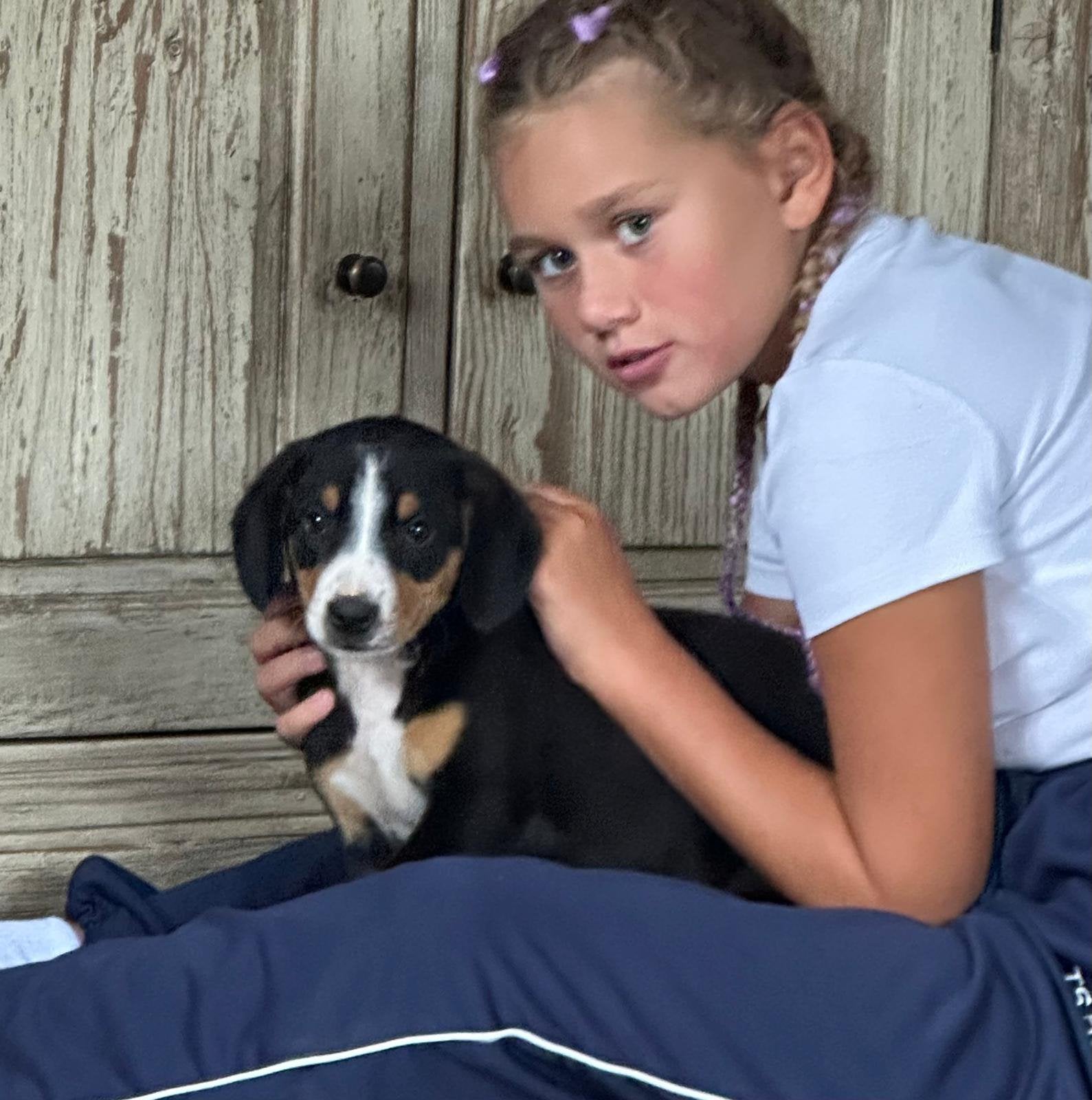 Entlebucher senner puppy’s prachtig van gezonde ouders, Nederland, Parvo, Meerdere, Meerdere dieren