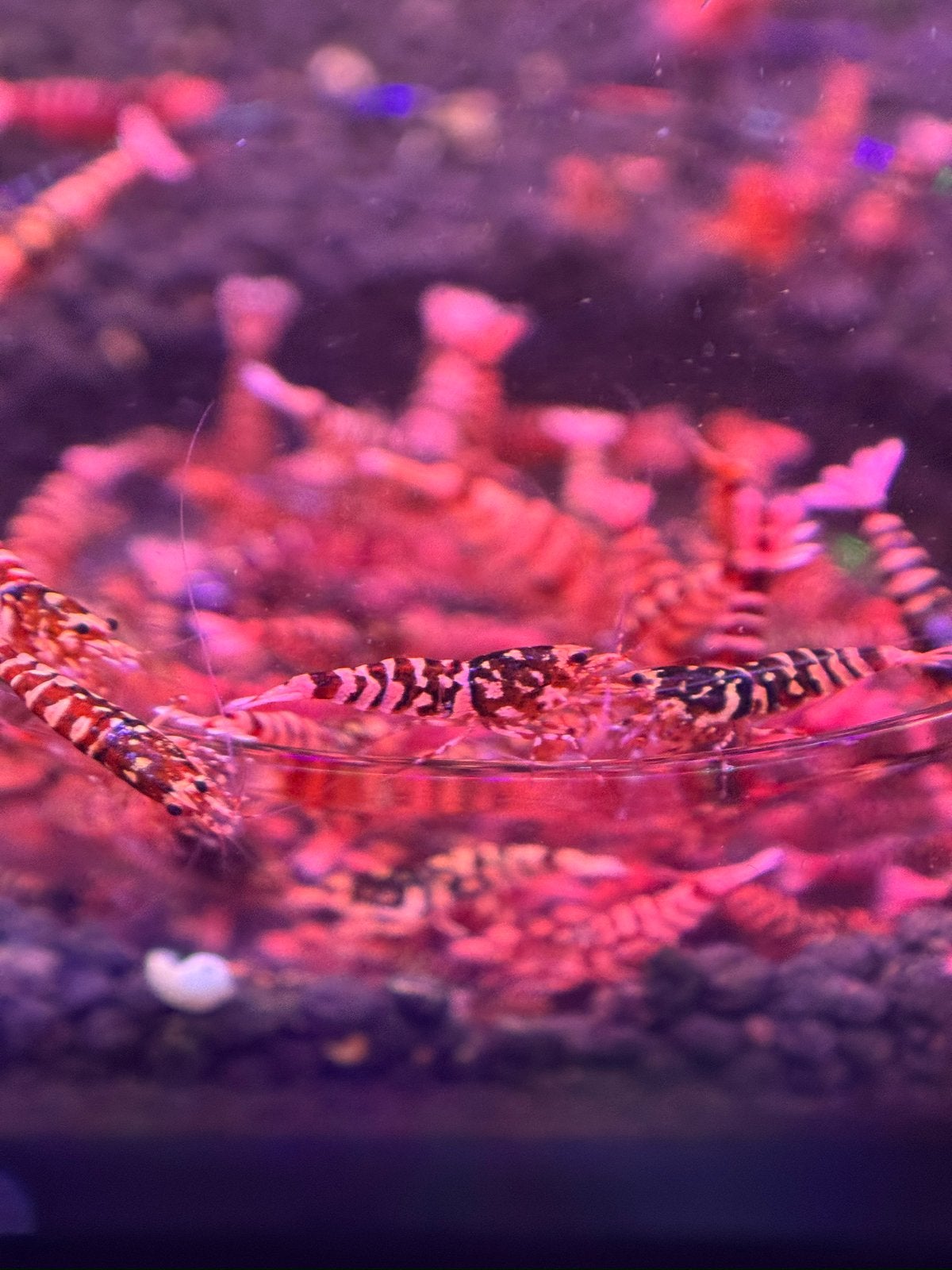 Caridina red wasp, Kreeft, Krab of Garnaal