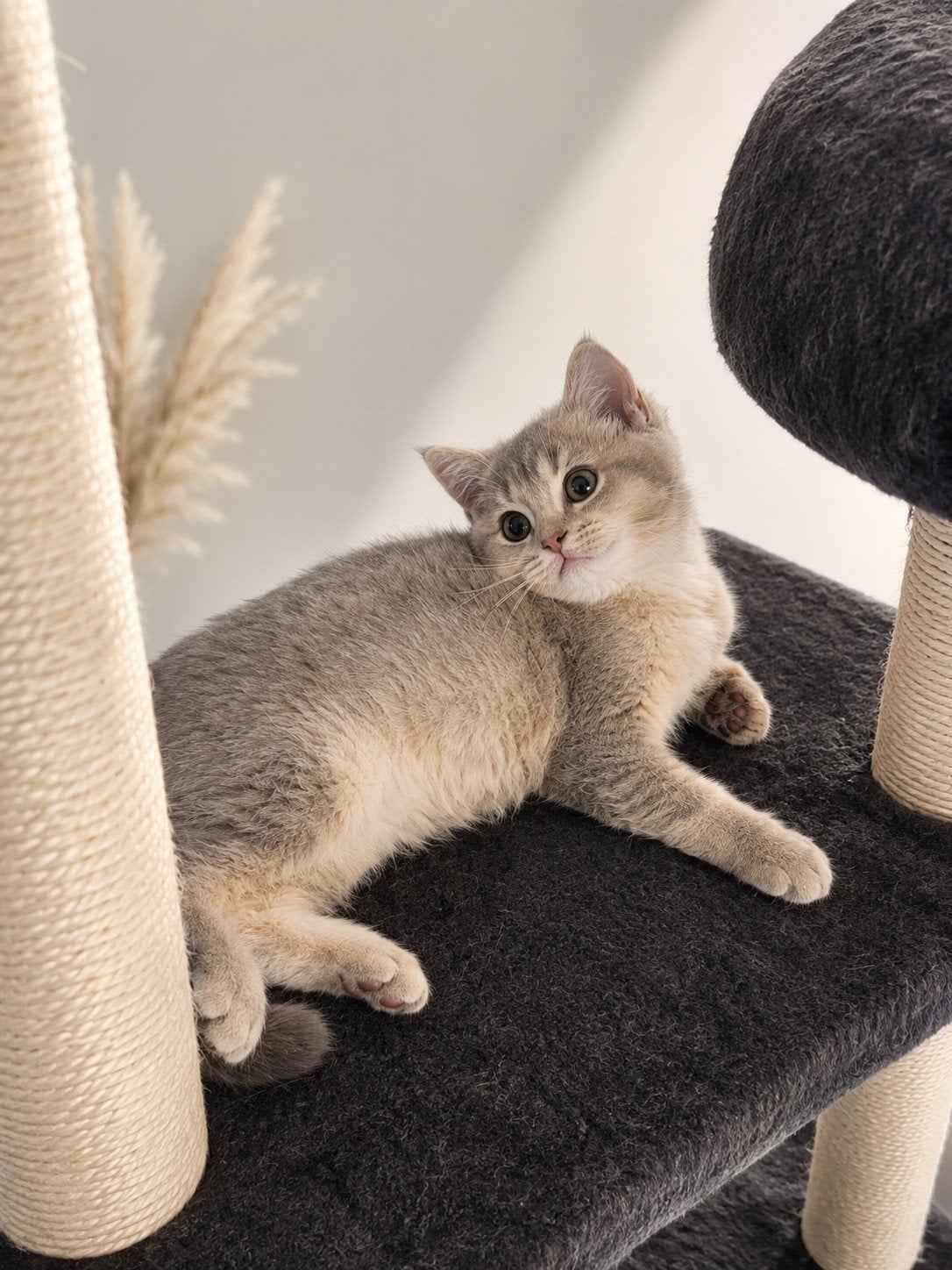 100%Raszuivere, Britse korthaar kittens, Blue Golden Shaded., Dieren en Toebehoren, Meerdere dieren, Met stamboom