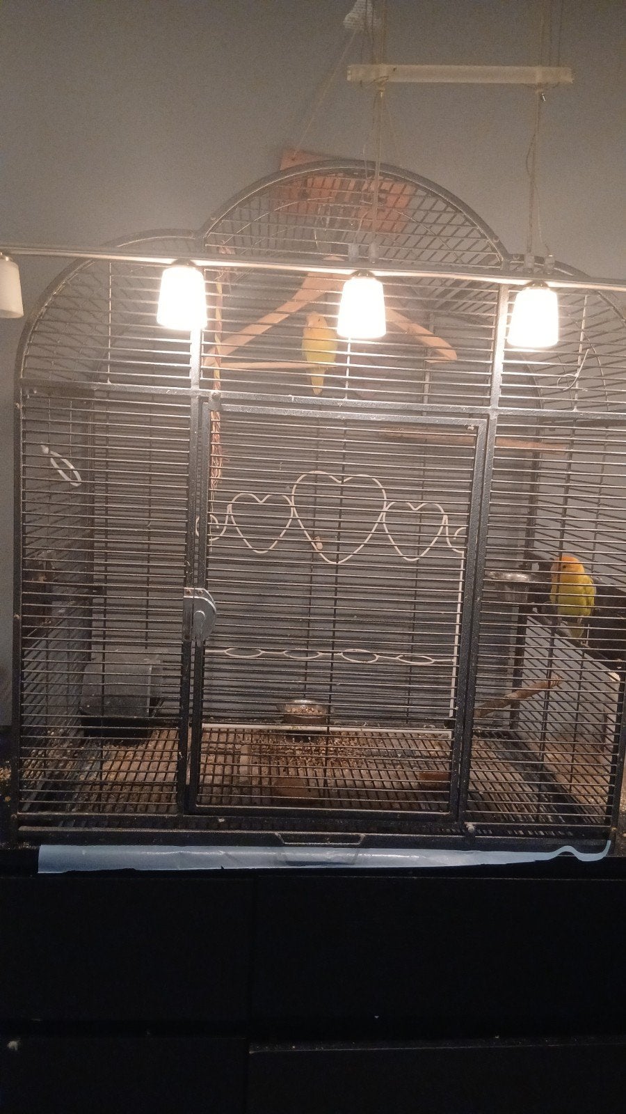 vogelkooi agapornis, Dieren en Toebehoren, Dwergpapegaai of Agapornis, Geringd