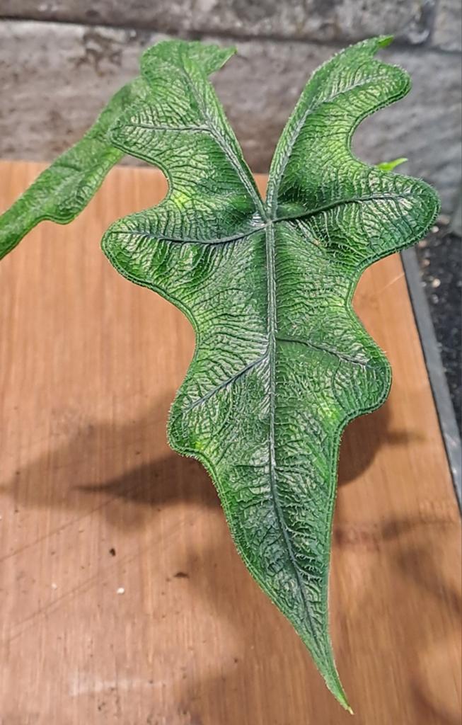 Alocasia Jacklyn, Ophalen of Verzenden, Halfschaduw, Minder dan 100 cm