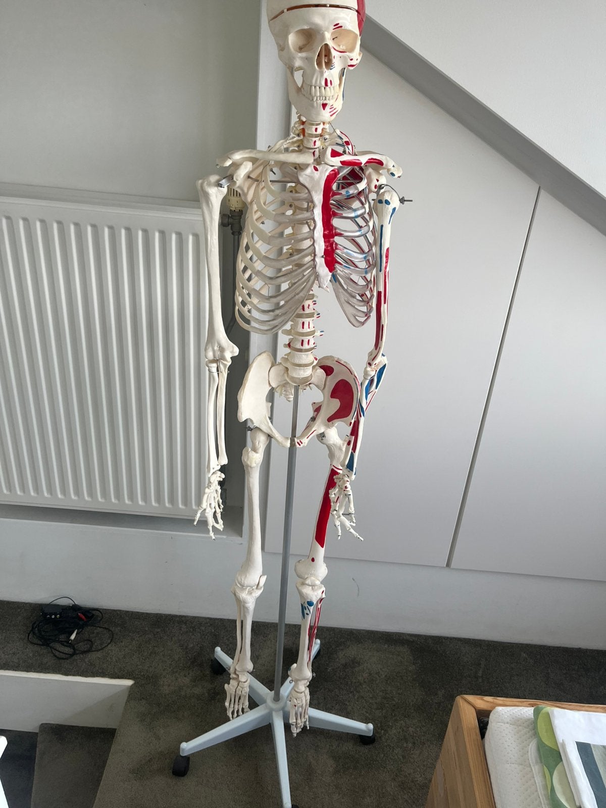 Anatomisch skelet, Ophalen, Zo goed als nieuw