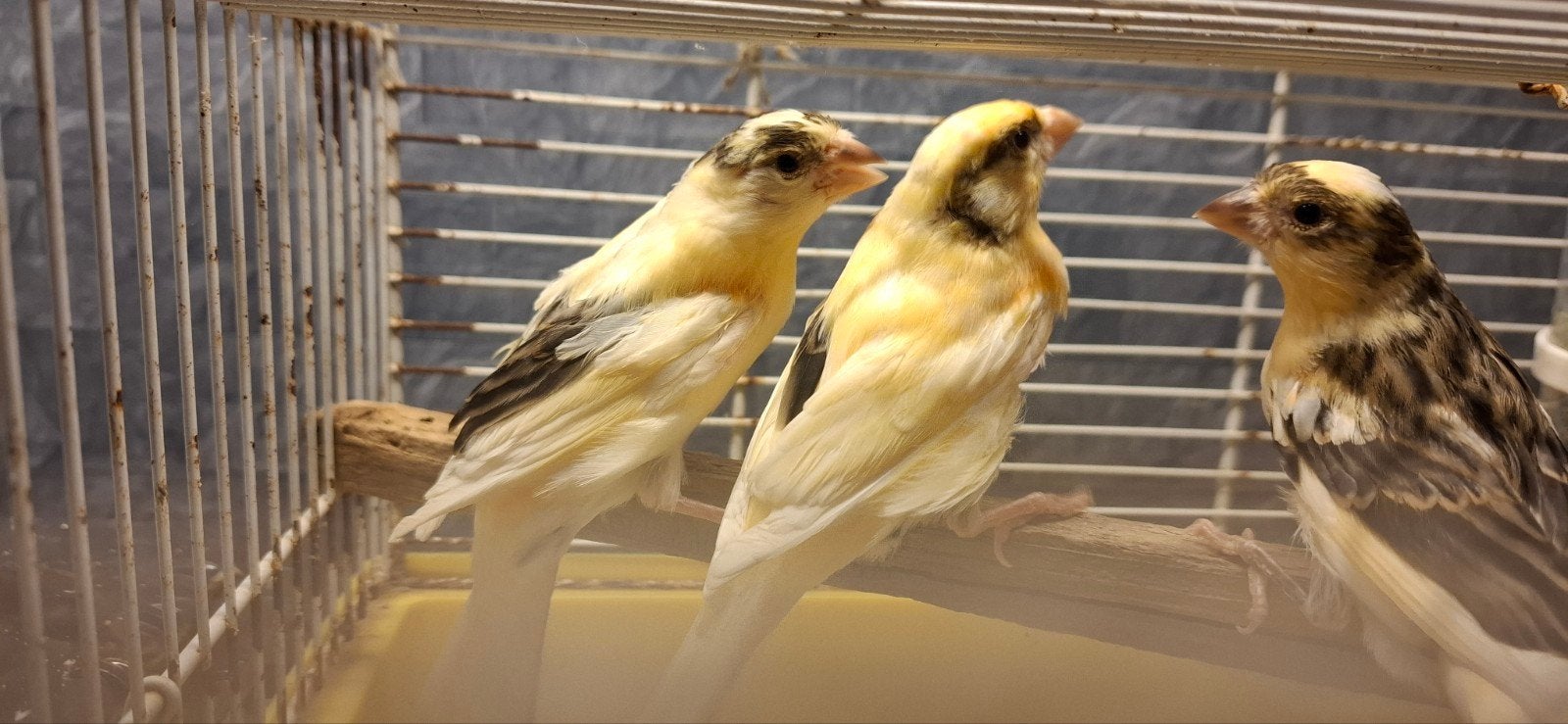 Kanarie, Dieren en Toebehoren, Vogels | Kanaries, Mannelijk, Kleurkanarie