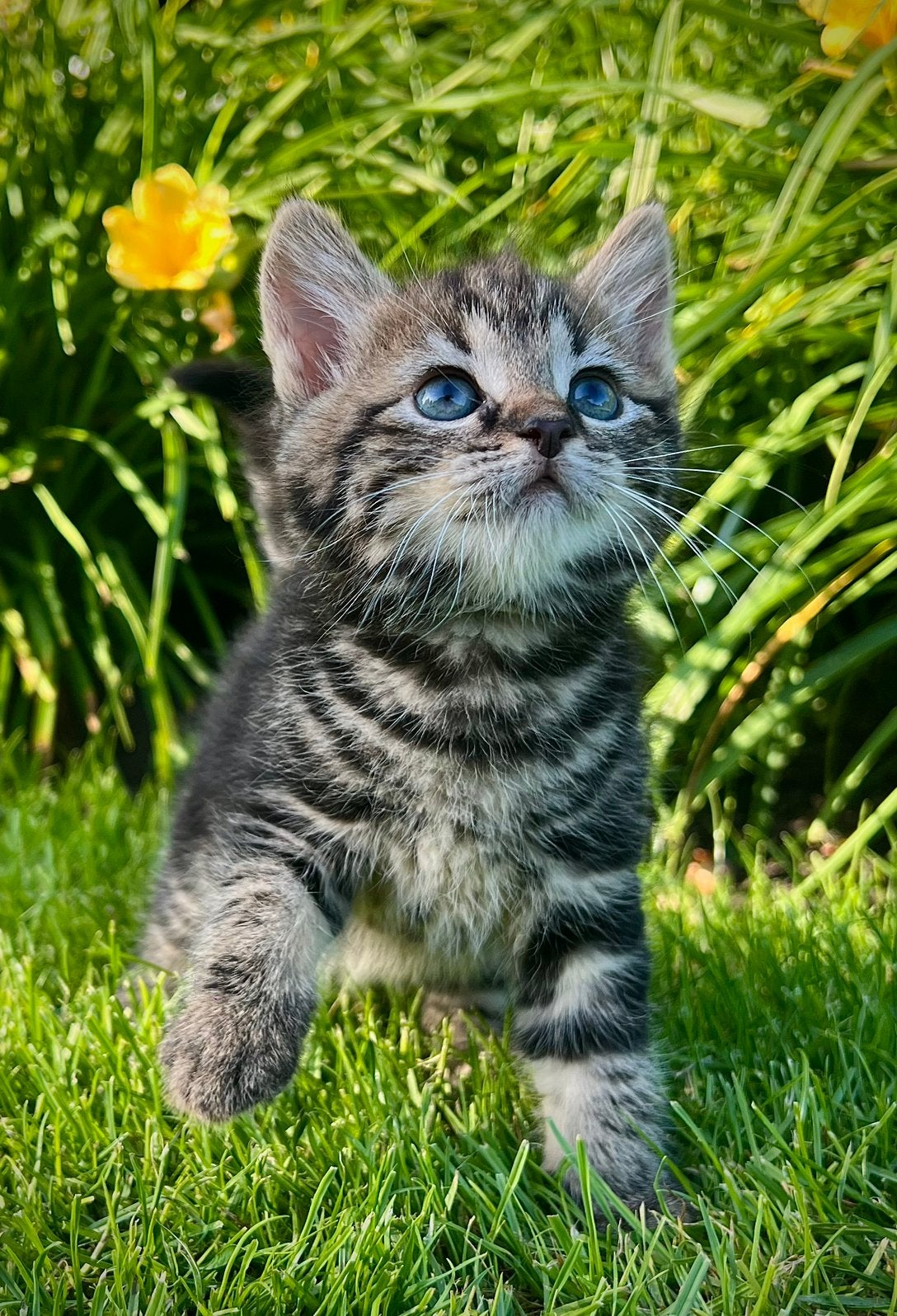 Lieve/mooie kittens, Meerdere dieren, Kortharig, 0 tot 2 jaar