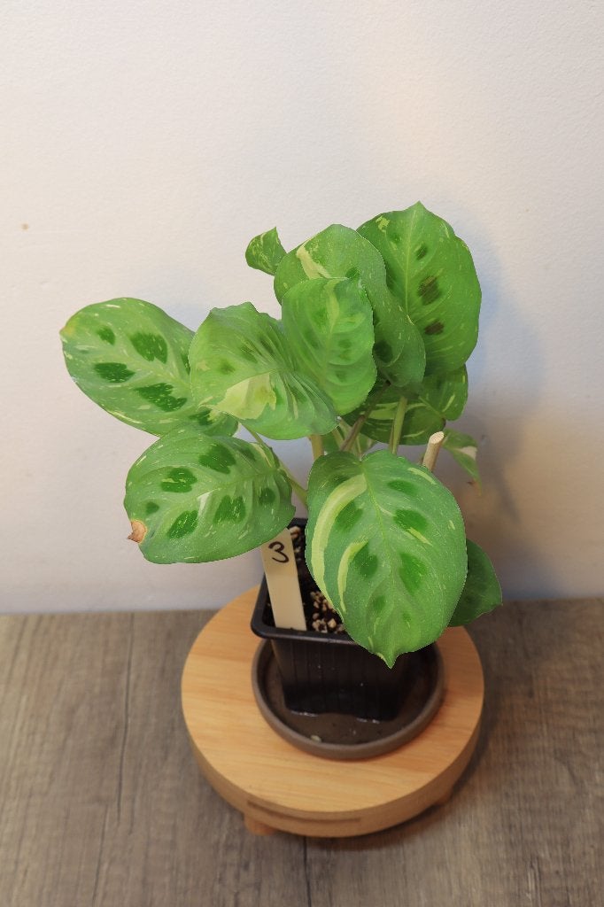 Maranta Kerchoveana Variegata #3, Ophalen, Overige soorten, Halfschaduw, In pot