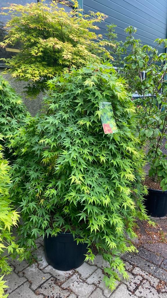 Japanse esdoorn 'Cascade Emerald' en 'Ryusen', Tuin en Terras, Planten | Bomen, Overige soorten, 100 tot 250 cm, Halfschaduw, Lente