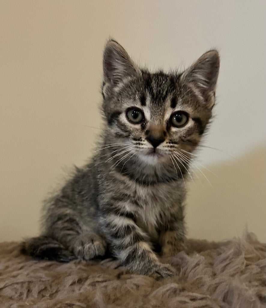 1 halflangharige kitten, Meerdere dieren, Langharig, 0 tot 2 jaar