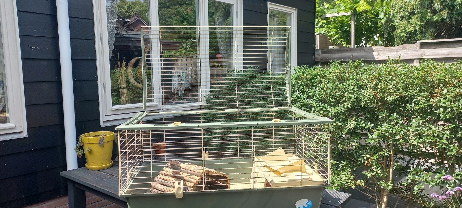 Caviakooi gratis afhalen, Oktober, Mannelijk, Cavia