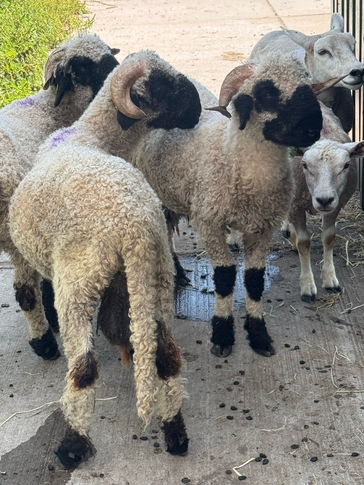 Schwarznase ram, Mannelijk, Schaap