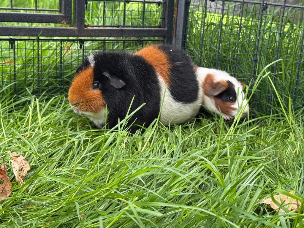Knap beertje Patrick, Augustus, Mannelijk, Cavia