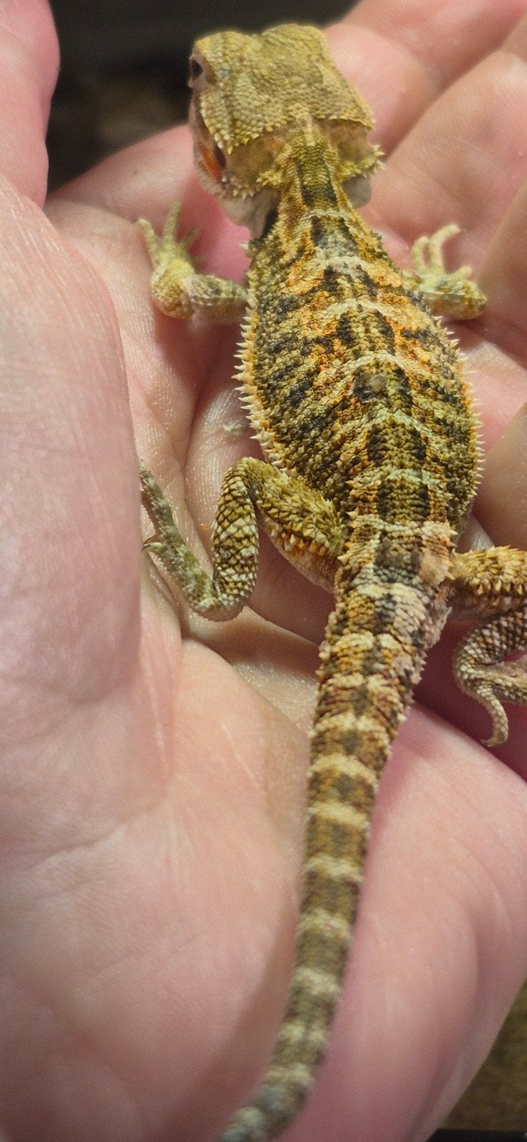 Jonge baardagamen, Dieren en Toebehoren, Reptielen en Amfibieën, Amfibie, 0 tot 2 jaar