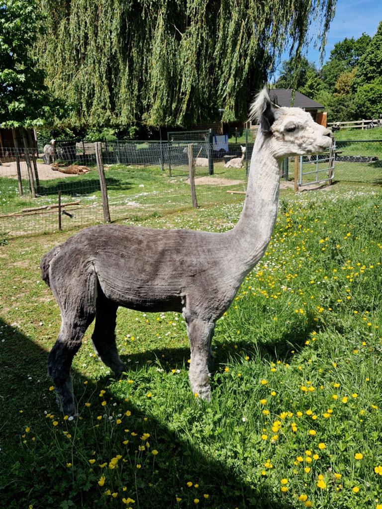 Dekservice: zilvergrijze alpaca Victorie Sjonnie, Juli, Mannelijk