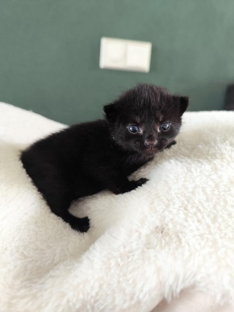 5 kittens (vanaf 19 juni ophalen), Dieren en Toebehoren, Meerdere dieren