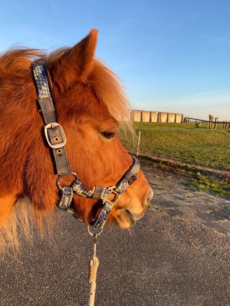 bijrijdster/ruiter(tje) gezocht, Dieren en Toebehoren, Paarden en Pony's | Overige Paardenspullen, Ophalen, Nieuw, Veelzijdigheid