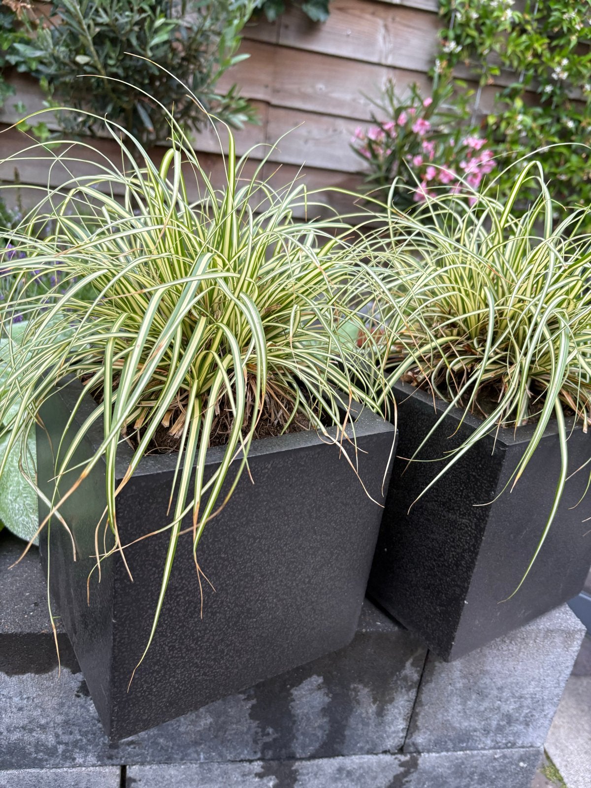 Stijlvolle Zwarte Vierkante Bloempotten met Siergras, Ophalen, Kunststof, Gebruikt, Minder dan 30 cm