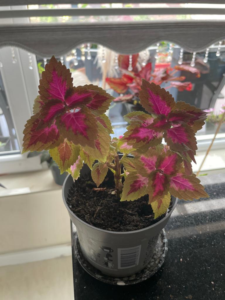 Kleurrijke Coleus (Siernetel) - Perfect voor binnen!, Ophalen