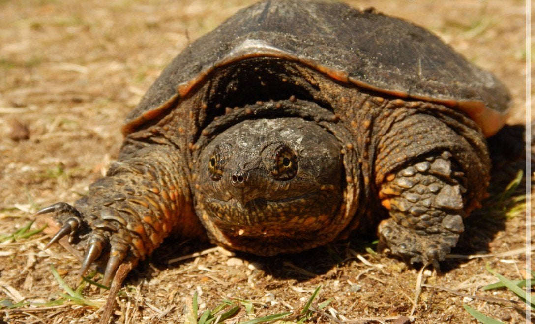 Bijtschildpad (Common snapping turle), Dieren en Toebehoren, Schildpad, Tam, 3 tot 6 jaar