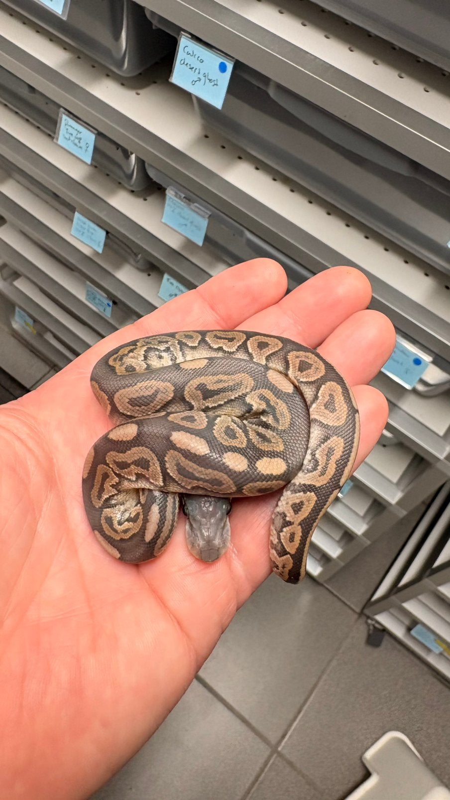 Cinnamon hypo ball python Ball Python photo 2