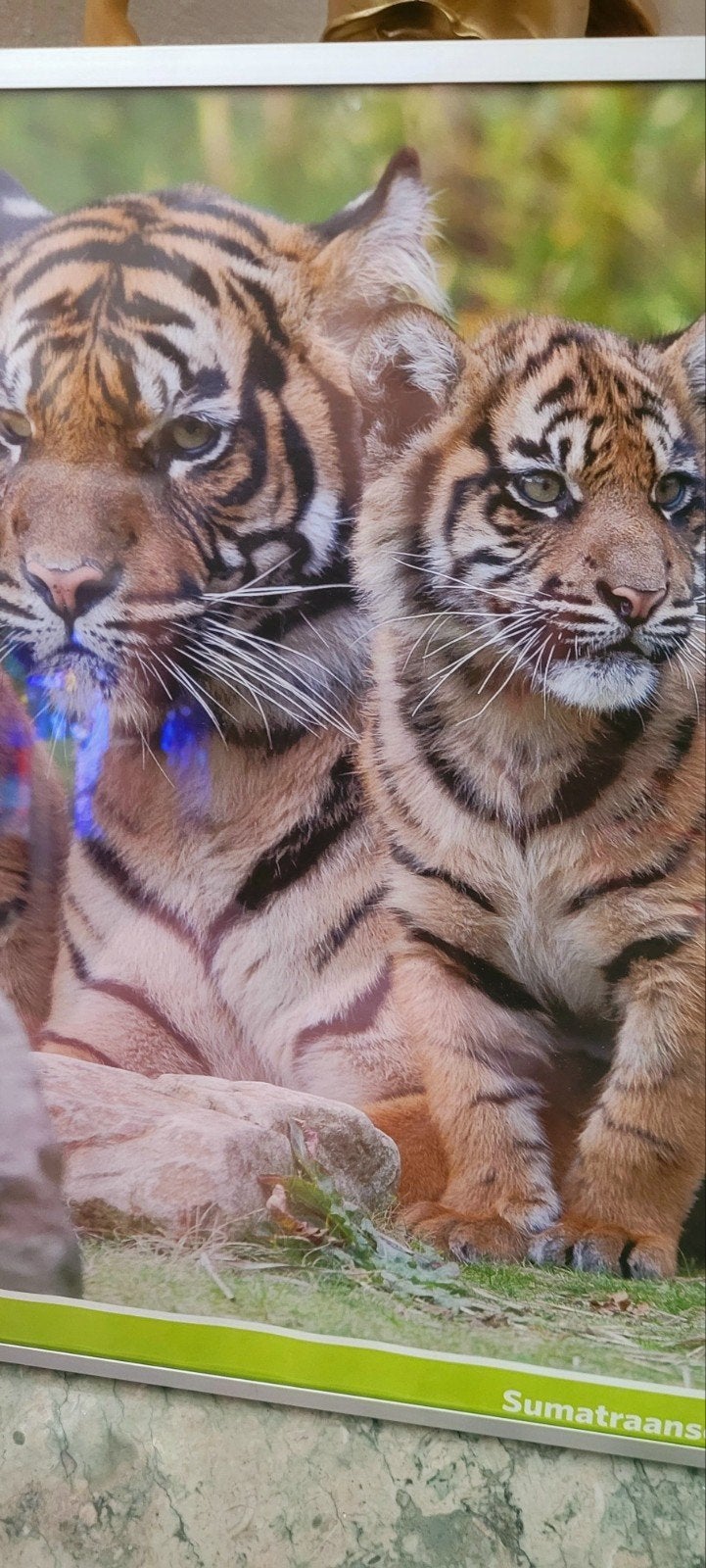 Sumatraanse tijger foto - Burgers' Zoo (41x51cm), 50 tot 75 cm, Nieuw, Ophalen of Verzenden, Foto of Poster