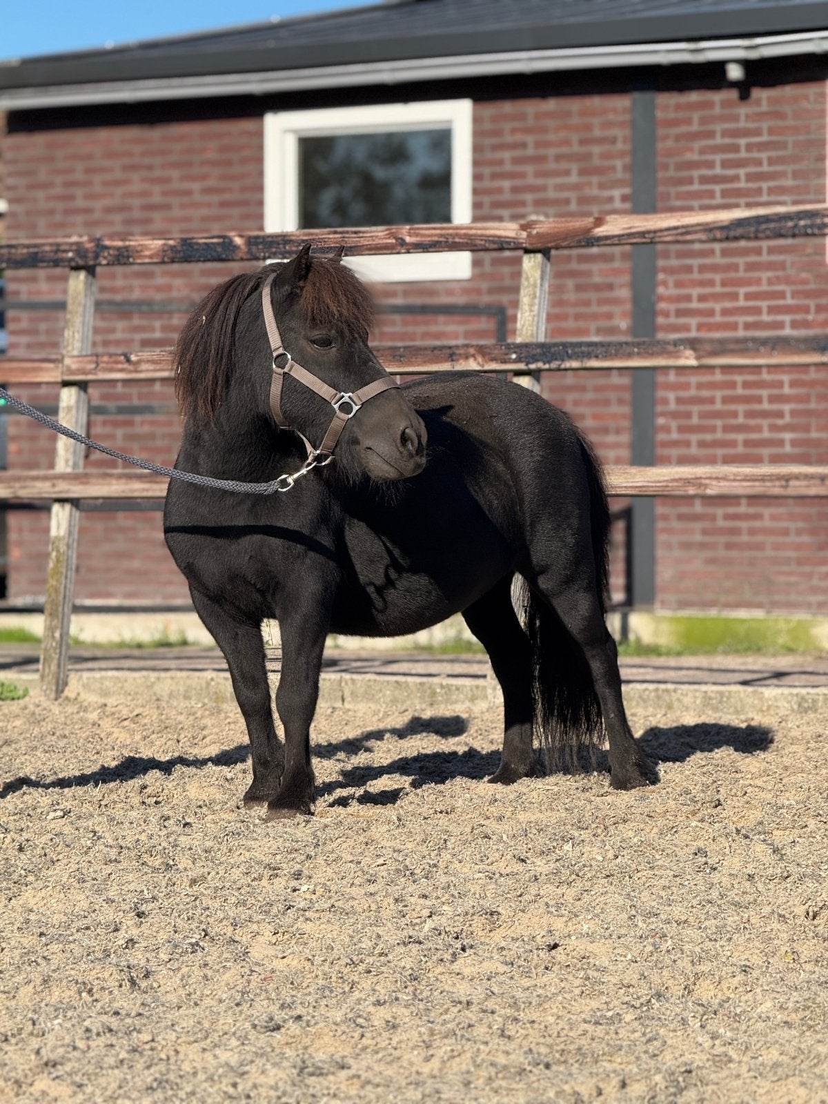 Lieve en grote shetlander ruin, Dieren en Toebehoren, Ruin, Gechipt, A pony (tot 1.17m), 11 jaar of ouder