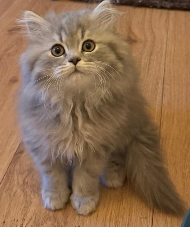 Lieve sociale Britse Korthaar kittens – geboren 1 augustus, Meerdere dieren, Ontwormd, 0 tot 2 jaar