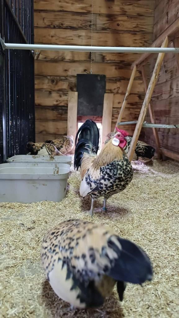 Broedeitjes Java kriel citroen porselein, Dieren en Toebehoren, Meerdere dieren, Kip