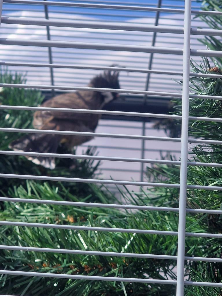 BuulBuul Hamalaya Koppel XXXL, Dieren en Toebehoren, Meerdere dieren, Parkiet