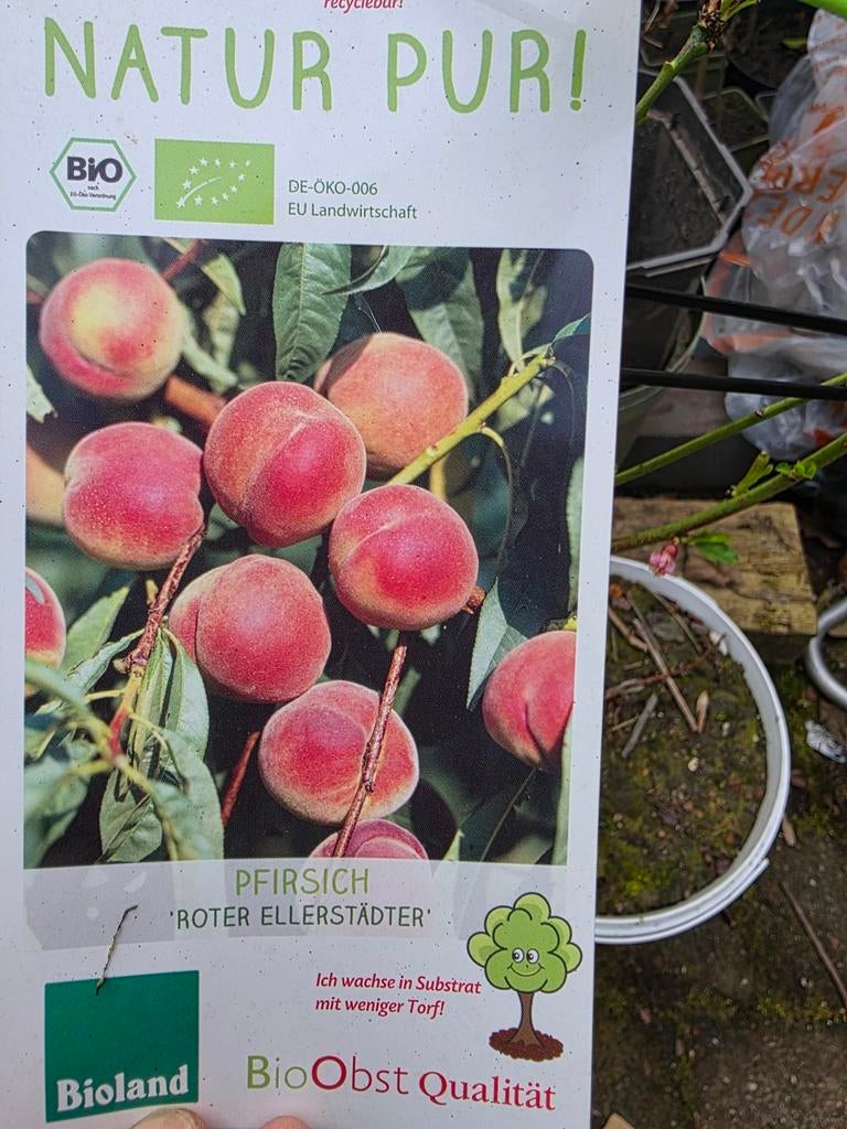 Een perzikboom, Ophalen of Verzenden, Minder dan 100 cm