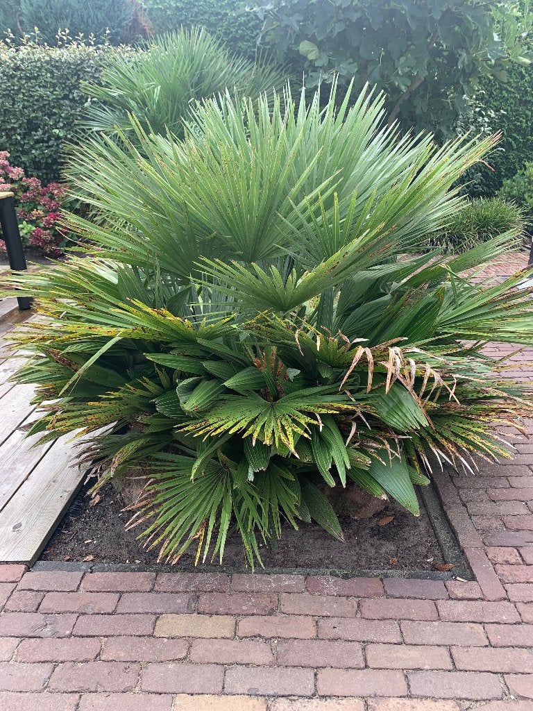 palm Chamaerops Humilis (Europese dwergwaaierpalm) 1.25x1.85, Volle zon, Vaste plant, Bloeit niet, Ophalen