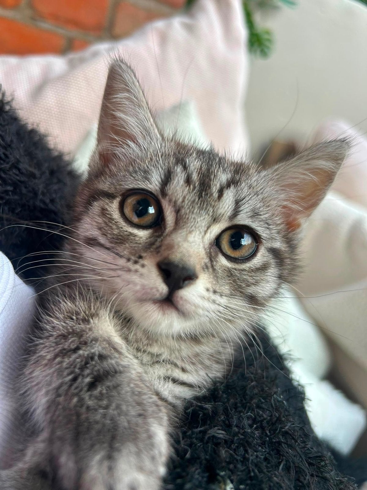 Britse Korthaar kitten, Poes