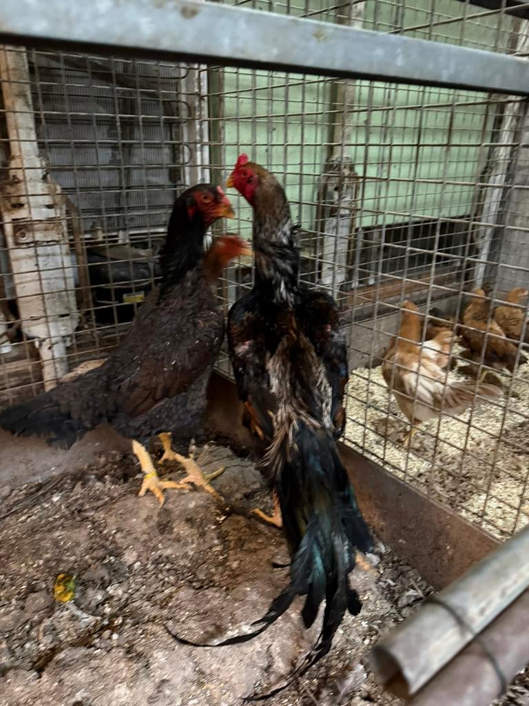 Shamo han en kip, Dieren en Toebehoren, Mannelijk, Kip