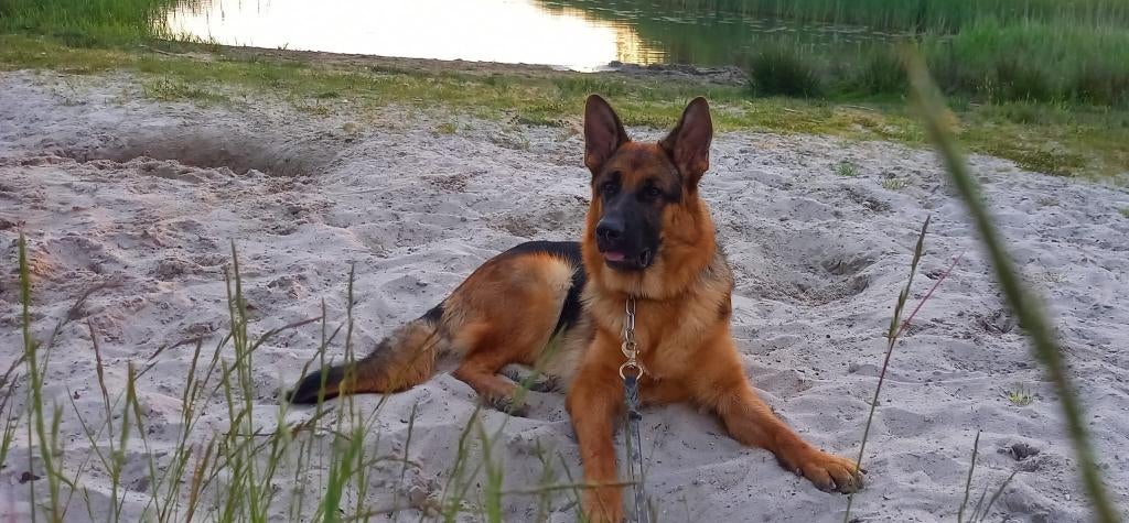 Duitse herderpups super gepigmenteerd, Parvo, 8 tot 15 weken, Meerdere dieren, Eén hond