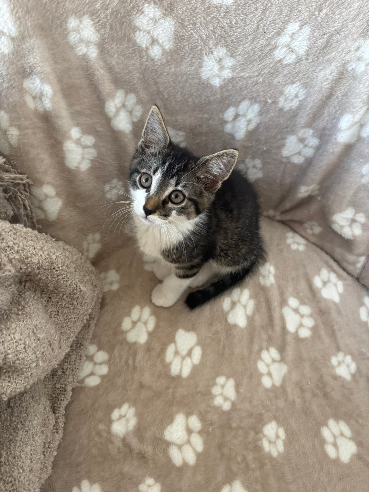 Leuke kitten te koop, Poes, Kortharig, 0 tot 2 jaar