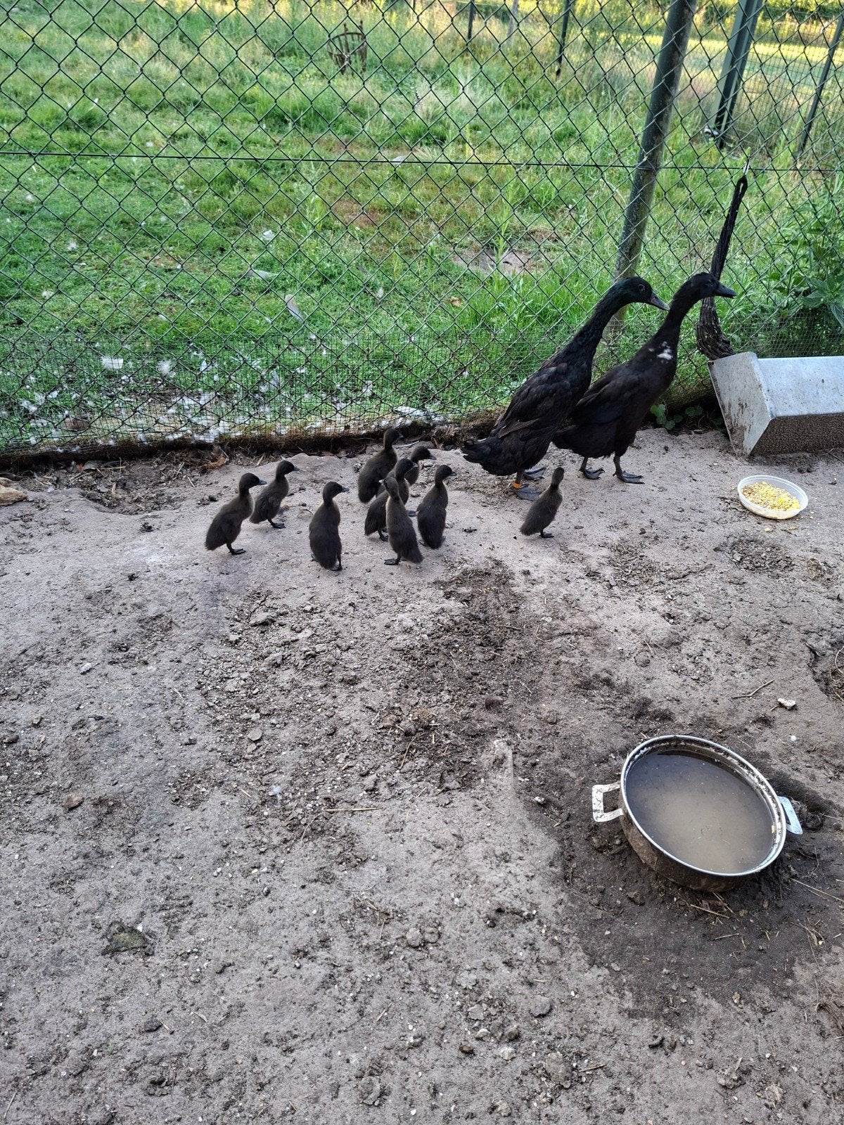 Loopeenden, Dieren en Toebehoren, Pluimvee, Geslacht onbekend, Eend