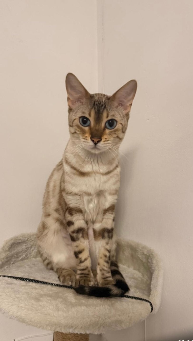 Bengaal kitten, Dieren en Toebehoren, Katten en Kittens | Raskatten | Korthaar, Poes, Met stamboom, 0 tot 2 jaar