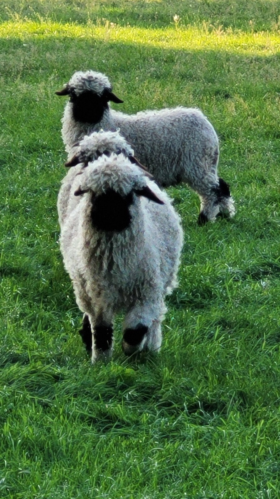 Te koop Wallischer schwarznase ramlammeren, Mannelijk, Schaap, 0 tot 2 jaar